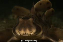 Curly Face.  This juvenile Horn Shark made a great close-... by Douglas Klug 